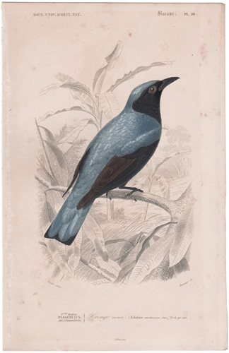 Blue Drongo